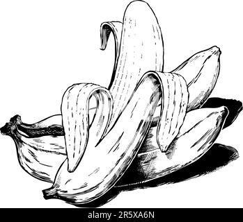 Klassische 1950er-Bananen im geätzten Stil. Detailgetreue Schwarzweiß-Aufnahmen aus authentischem, handgezeichnetem Scratchboard. Stock Vektor