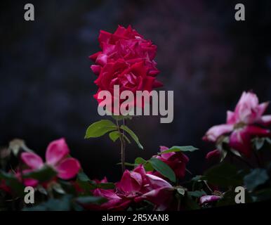 Zwei rote Rosen, Rosen, aufrecht über einem Busch rosa Rosen auf dunklem Bokeh-Hintergrund, Frühling, Sommer, Lancaster Pennsylvania Stockfoto