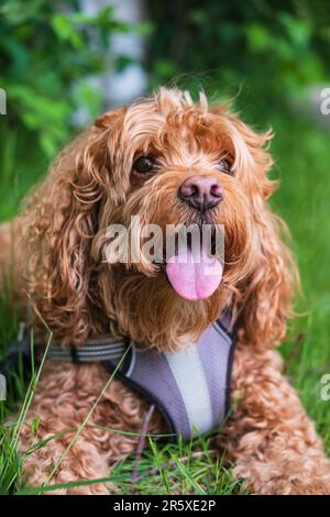 Cavapoo-Hund im Park an einem sonnigen Sommertag, gemischte Rasse von Cavalier König Charles Spaniel und Poodle. Süßer Hund auf dem Gras. Straßenfoto, selektiv Stockfoto