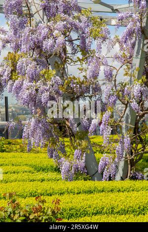 Lila Blüten von Wisteria sinensis oder blauer Regen. Blühende chinesische Wisteria. Stockfoto