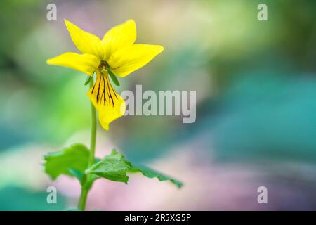 Viola biflora ist eine Art der Gattung Viola. Es wird auch alpines Gelbviolett, arktisches Gelbviolett oder twoflower-Violett genannt. Stockfoto