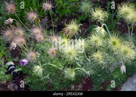 'Alba' Pasque flower, Backsippa, (Pulsatilla vulgaris) Stockfoto