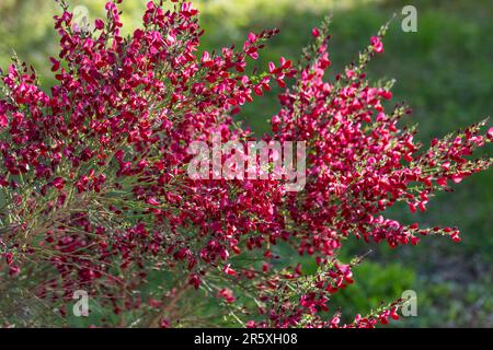 „Boskoop Ruby“-Besen cytisus, Hollänsk ginst (Cytisus x Boskoopii) Stockfoto