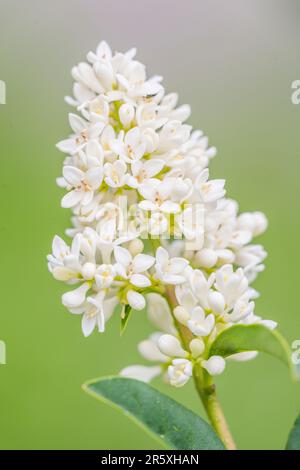 Ligustrum vulgare (wildes Kuppeltier, auch bekannt als gewöhnliches oder europäisches Kuppeltier), blühend. Stockfoto