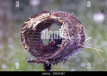 Gewöhnliches Gräschennestern in einem künstlichen Entennest. Ausgewachsener Grackle Bird beim Füttern junger Tiere in einem Nest Stockfoto