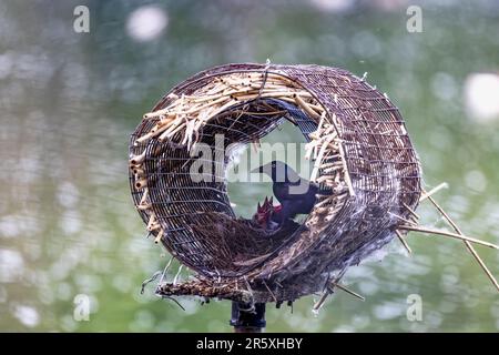 Gewöhnliches Gräschennestern in einem künstlichen Entennest. Ausgewachsener Grackle Bird beim Füttern junger Tiere in einem Nest Stockfoto