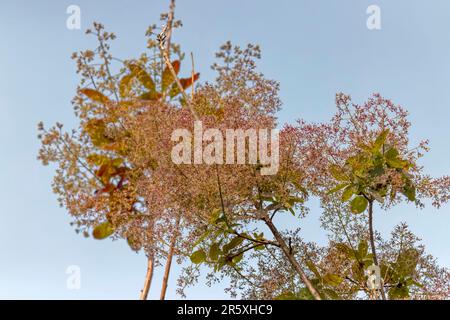 Junge Dame - Räucherbusch (Cotinus coggygria) Rhus cotinus, der europäische Räucherbaum, eurasischer Räucherbaum, Rauchbaum, Raucherbusch, Venezianische Sumach Stockfoto