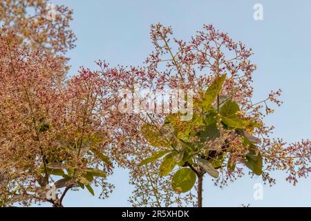 Junge Dame - Räucherbusch (Cotinus coggygria) Rhus cotinus, der europäische Räucherbaum, eurasischer Räucherbaum, Rauchbaum, Raucherbusch, Venezianische Sumach Stockfoto