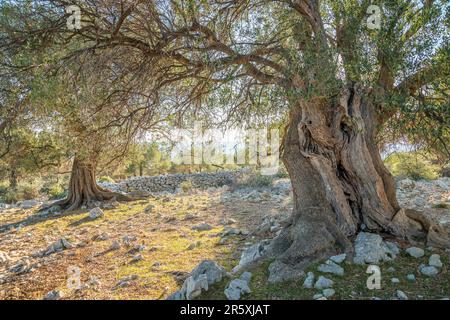 Die Oliven, botanischer Name Olea europaea, sind kleine Baum- oder Straucharten der Familie Oleaceae, sehr alte Bäume auf der Insel LUN Pag, Kroatien. Stockfoto