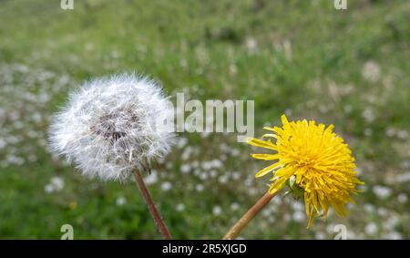 Nahaufnahme zu einem Löwenzahn oder Taraxacum einer grossen Gattung blühender Pflanzen der Familie Asteraceae. Stockfoto