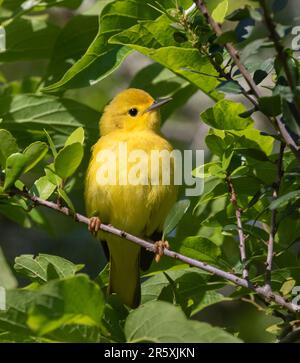 Der prothonotare Warbler (Protonotaria citrea) im Nahbereich Stockfoto