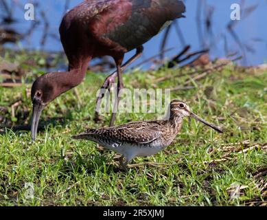 Wilson's Snipe (Gallinago Delicata) und ibis mit weißem Gesicht im Brazos Bend State Park Stockfoto