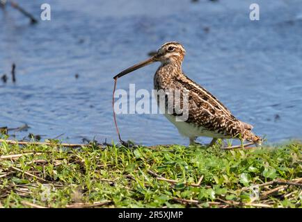 Wilson's Snipe (Gallinago Delicata) im Brazos Bend State Park, Texas, USA Stockfoto