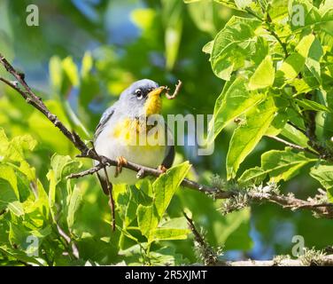 Nordparula (Setophaga americana), die sich während der Frühjahrswanderung in Galveston, Texas, an einem Baum ernährt Stockfoto