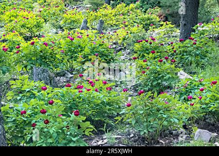 Wilde Pfingstrosen (Paeonia arietina) entlang der Lykischen Straße, Antalya, Türkei Stockfoto