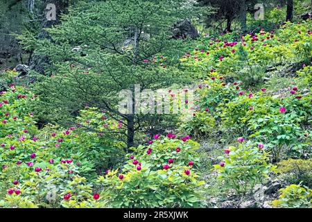 Wilde Pfingstrosen (Paeonia arietina) entlang der Lykischen Straße, Antalya, Türkei Stockfoto