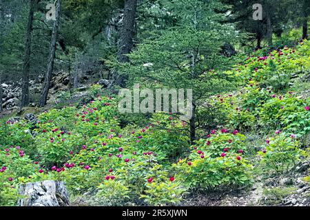 Wilde Pfingstrosen (Paeonia arietina) entlang der Lykischen Straße, Antalya, Türkei Stockfoto