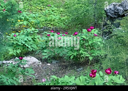 Wilde Pfingstrosen (Paeonia arietina) entlang der Lykischen Straße, Antalya, Türkei Stockfoto