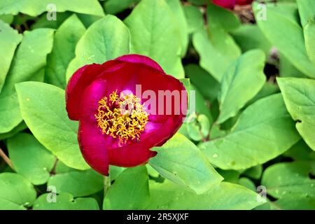 Wilde Pfingstrosen (Paeonia arietina) entlang der Lykischen Straße, Antalya, Türkei Stockfoto