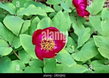 Wilde Pfingstrosen (Paeonia arietina) entlang der Lykischen Straße, Antalya, Türkei Stockfoto