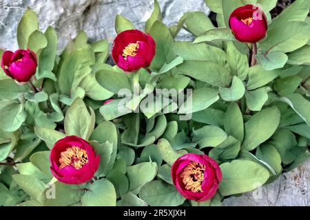 Wilde Pfingstrosen (Paeonia arietina) entlang der Lykischen Straße, Antalya, Türkei Stockfoto