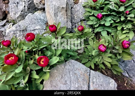 Wilde Pfingstrosen (Paeonia arietina) entlang der Lykischen Straße, Antalya, Türkei Stockfoto