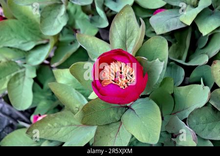 Wilde Pfingstrosen (Paeonia arietina) entlang der Lykischen Straße, Antalya, Türkei Stockfoto