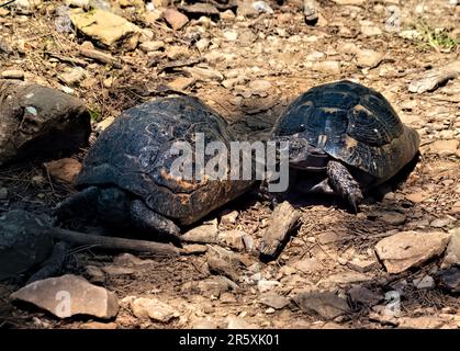 Griechische Schildkröten (Testudo graeca) auf der Lykischen Straße, Antalya, Türkei Stockfoto