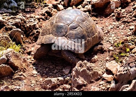 Griechische Schildkröte (Testudo graeca) auf der Lykischen Straße, Antalya, Türkei Stockfoto