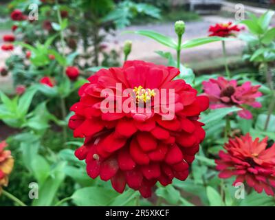 Blühende rote Blüten sind mit ihren leuchtenden Farben und zarten Blütenblättern ein wunderschöner Anblick. Diese Blumen gibt es in vielen verschiedenen Sorten, fr Stockfoto