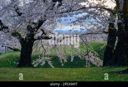 Wunderschöne Frühlingslandschaft mit Kirschblüten im Goryokaku Park in Hakodate, Hokkaido, Japan. Stockfoto