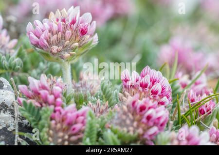 Anthyllis montana (syn. Vulneraria montana Scopoli), die Niere des Gebirges, ist eine Blumenpflanzenart der Familie Fabaceae. Stockfoto