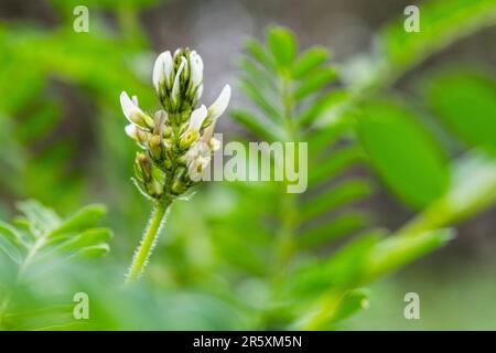 Astragalus boeticus, der gelbe Milchwicke, ist eine Art von Jahreskraut in der Familie Fabaceae. Stockfoto