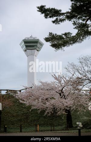 Hakodate, Japan - 26. April 2023. Blick auf die Kirschblüten vom Goryokaku Tower in Hakodate, Hokkaido, Japan. Stockfoto