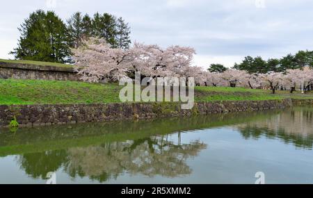 Kirschblüten in voller Blüte im Goryokaku Park in Hakodate, Hokkaido, Japan. Stockfoto
