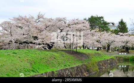 Kirschblüten in voller Blüte im Goryokaku Park in Hakodate, Hokkaido, Japan. Stockfoto