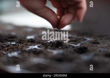 Weibchen, die mit der Hand Samen in der Setzschale mit Erde anpflanzen. Gartenarbeit und Gemüseanbau zu Hause. Vorbereitung des Agraranbaus. Stockfoto