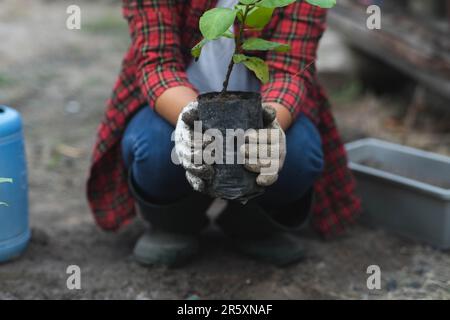 Eine Gärtnerin hält einen Sack Setzlinge in der Hand, die in den Boden gepflanzt werden sollen. Weibliche Hände, die Pflanzen in den Boden Pflanzen Stockfoto