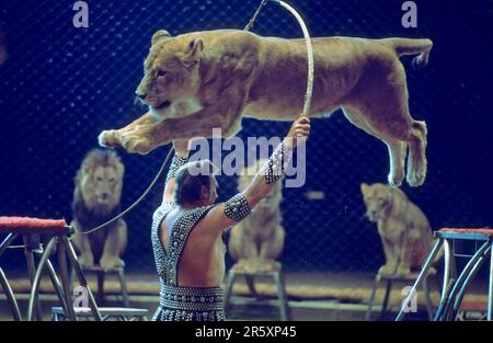 Zirkus: Löwe (Panthera leo) Tressure, Löwe Stockfoto