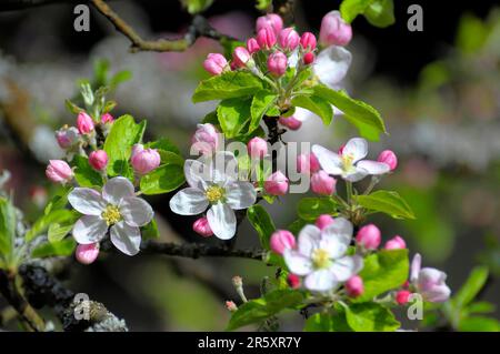 Apfelblütenzweig im Garten, Apfelbaum (Malus domestica), Blütenbaum Stockfoto