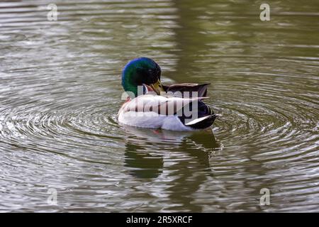 Mallard (Anas platyrhynchos), männlich, im Wasser, Belgien Stockfoto