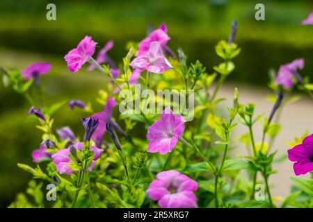 Petunia Violette Blume, Violett, Violett, Rosa, Farbe. Es ist der erste Kultivar in der Klasse der Petunas verbreitenden. Es erzeugt große Blüten von tiefem Rosa-p Stockfoto