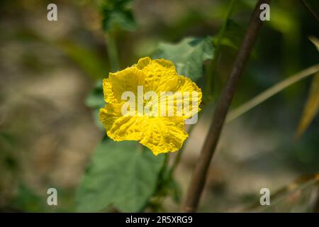 Dies ist eine Kletterpflanze der Cucurbitaceae-Familie von Gurken, der Schaumgeruch Luffa cylindrica ist ein wichtiger Anbau von Gemüse und Medizin pl Stockfoto