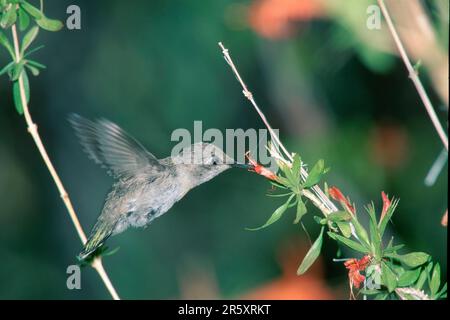 Der Hummingbird von Young Costa, Sonora Desert, Arizona, USA (Calypte Costae), Side Stockfoto