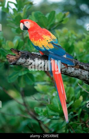 Scarlet Macaw (Ara macao), Honduras Stockfoto