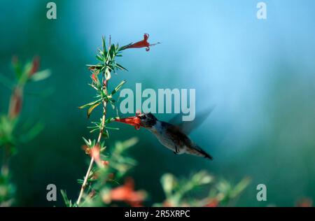 Anna's Hummingbird (Calypte anna), weiblich, Sonora Wüste, Arizona, USA Stockfoto