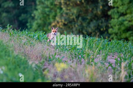 Rotfuchs, der mitten auf freiem Feld steht, an einem frühen Sommermong Stockfoto