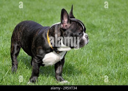 Französischer Bulldog im Garten Stockfoto