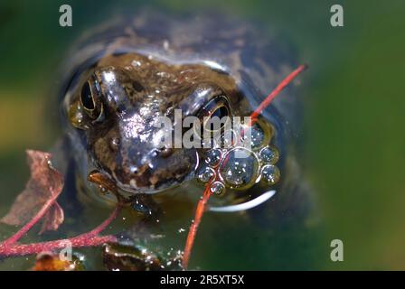 Gras Frosch im Wasser liegend Stockfoto