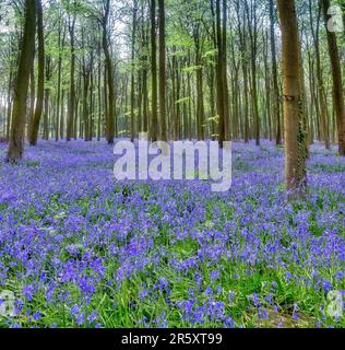 Glockenblumen in Wepham Wäldern Stockfoto